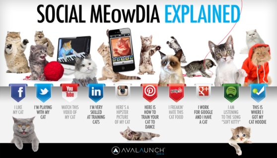 Kittens explain social media, they explain everything.